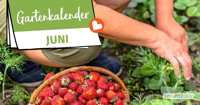 Der Gartenkalender Juni gibt Tipps, welche Arbeiten anstehen. Jetzt können Beeren wie Erdbeeren und Himbeeren sowie Frühkartoffeln geerntet werden.