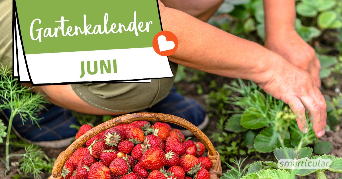 Der Gartenkalender Juni gibt Tipps, welche Arbeiten anstehen. Jetzt können Beeren wie Erdbeeren und Himbeeren sowie Frühkartoffeln geerntet werden.