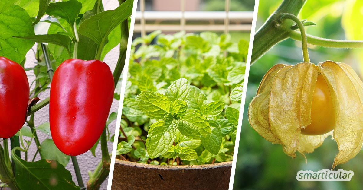 Naschen vom Naschbalkon: Mit Balkongemüse, -obst und -kräutern holst du dir kleine, frische Köstlichkeiten für zwischendurch in den Minigarten.