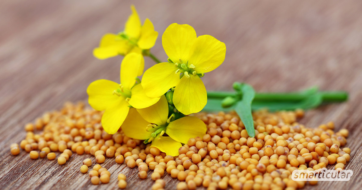 Senfkörner geben nicht nur Gerichten den pikanten Pfiff, sie sind auch äußerst gesund! Im Garten fungiert die Senfpflanze als Gründünger und Bienenfreund.