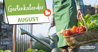 Der Gartenkalender August gibt Tipps, welche Arbeiten anstehen. Jetzt wird gegossen und geerntet. Lücken im Beet werden durch Nachkultur und Gründüngung gefüllt.