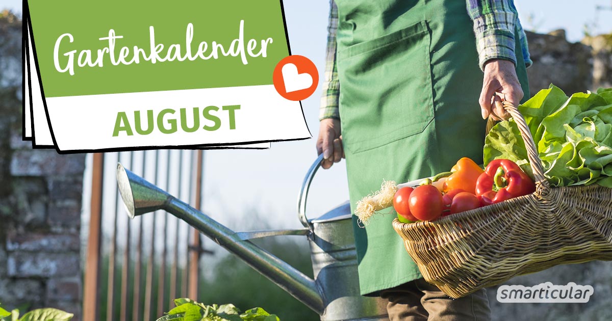 Der Gartenkalender August gibt Tipps, welche Arbeiten anstehen. Jetzt wird gegossen und geerntet. Lücken im Beet werden durch Nachkultur und Gründüngung gefüllt.
