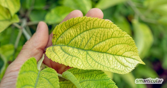 Wenn Pflanzen unter Nährstoffmangel leiden, lässt sich das an Blättern und Wachstum erkennen. Hier erfährst du, ob sie Stickstoff, Kalium oder Phosphor brauchen.