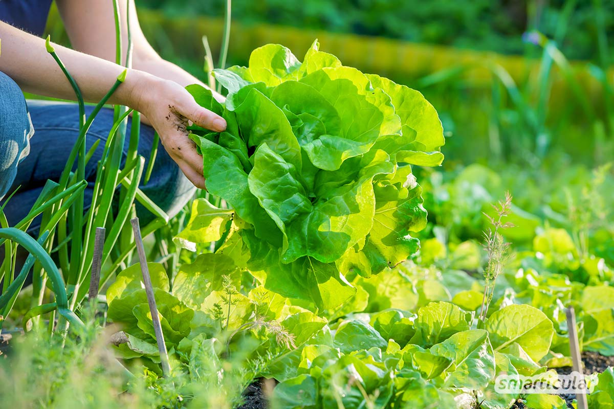 Der Gartenkalender September gibt Tipps, welche Arbeiten anstehen. Gründüngung und Nachkultur werden ausgebracht, Quitten und Holunderbeeren geerntet.