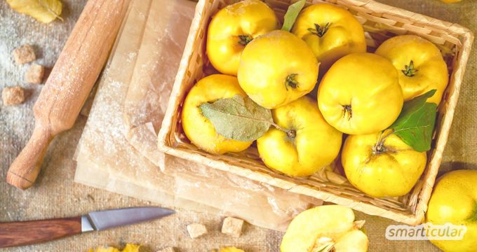 Quittengelee, Quittenbrot, Quittensaft und das gesunde Quittengel: Hier findest du köstliche und einfache Quitten-Rezepte für die gesamte Frucht.