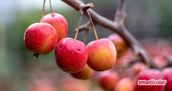 Wild- und Zieräpfel sind tatsächlich essbar. Für einige Rezepte eignen sie sich sogar besser als kultivierte Früchte. Das alles kannst du daraus machen!