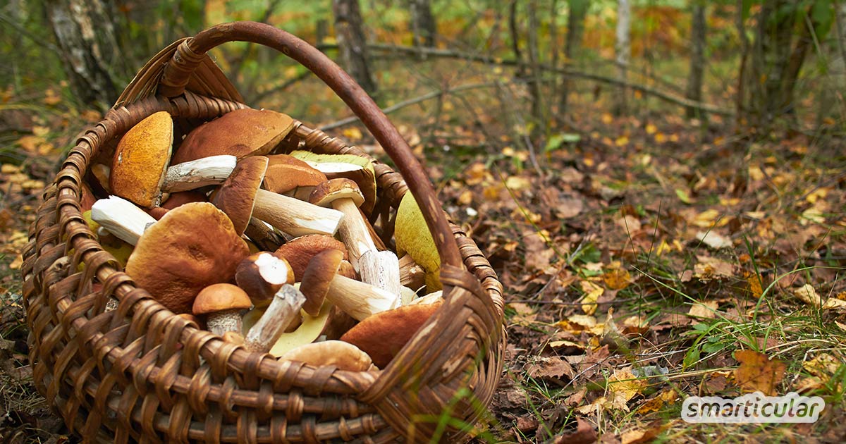 Essbare Pilze sammeln, einen schönen Tag an der frischen Luft verbringen und köstliche Pilzspeisen genießen. Mit diesen einfach zu findenden Pilzen gelingt’s!