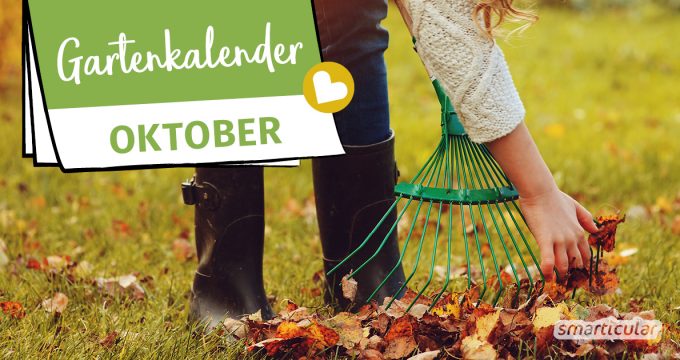 Der Gartenkalender Oktober gibt Tipps, welche Arbeiten anstehen. Jetzt können Äpfel und Birnen geerntet, Laub auf den Beeten verteilt und Beerensträucher gepflanzt werden.