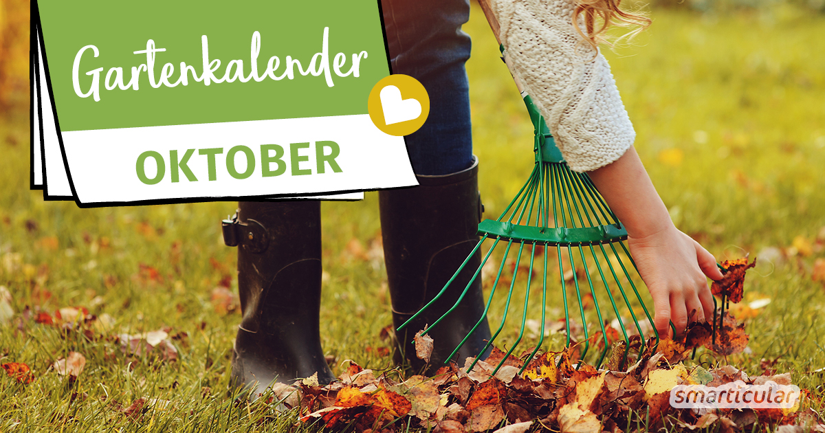 Der Gartenkalender Oktober gibt Tipps, welche Arbeiten anstehen. Jetzt können Äpfel und Birnen geerntet, Laub auf den Beeten verteilt und Beerensträucher gepflanzt werden.