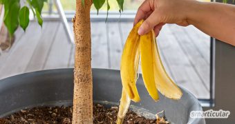 Bananenschalen als Dünger verwerten statt wegwerfen: Verarbeite sie zu wertvollem Blumendünger und versorge deine Pflanzen mit Kalium und anderen Nährstoffen.