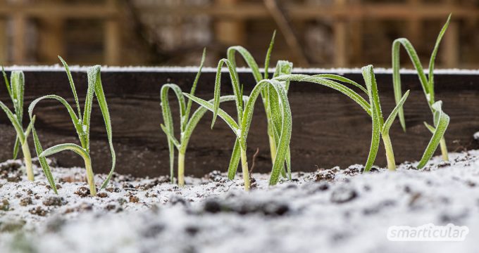 Mit diesen Tipps machst du deine Beete winterfest, bereitest sie für das neue Gartenjahr vor und versorgst dich auch in der kalten Jahreszeit mit frischem Grün.