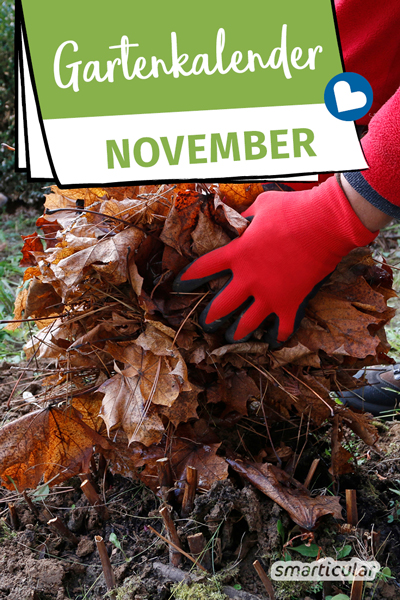 Der Gartenkalender November gibt Tipps, welche Arbeiten anstehen. Jetzt können späte Äpfel, Birnen und Quitten geerntet, Beete winterfest gemacht und ein Pflanzplan fürs nächste Jahr erstellt werden.