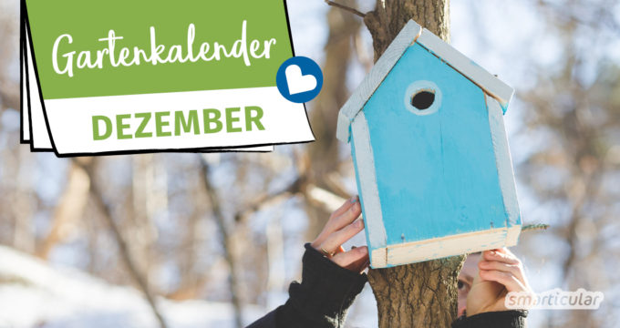 Der Gartenkalender Dezember gibt Tipps, welche Arbeiten anstehen. Jetzt können winterharte Gemüsesorten geerntet und die nächste Saison vorbereitet werden.