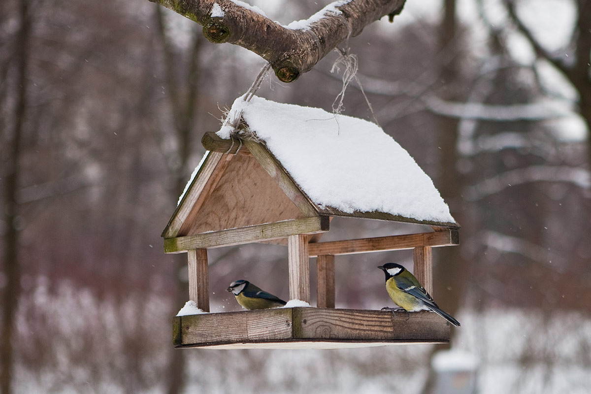 Der Gartenkalender Dezember gibt Tipps, welche Arbeiten anstehen. Jetzt können winterharte Gemüsesorten geerntet und die nächste Saison vorbereitet werden.