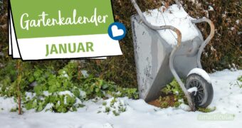 Der Gartenkalender Januar gibt Tipps, welche Arbeiten anstehen. Jetzt können Grünkohl und Rosenkohl geerntet und Kaltkeimer gesät werden.