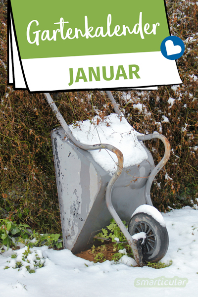 Der Gartenkalender Januar gibt Tipps, welche Arbeiten anstehen. Jetzt können Grünkohl und Rosenkohl geerntet und Kaltkeimer gesät werden.