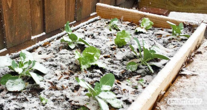 Um Wintergemüse und andere Pflanzen vor Frost zu schützen, lassen sich Naturmaterialien sowie andere plastikfreie Hilfsmittel verwenden.