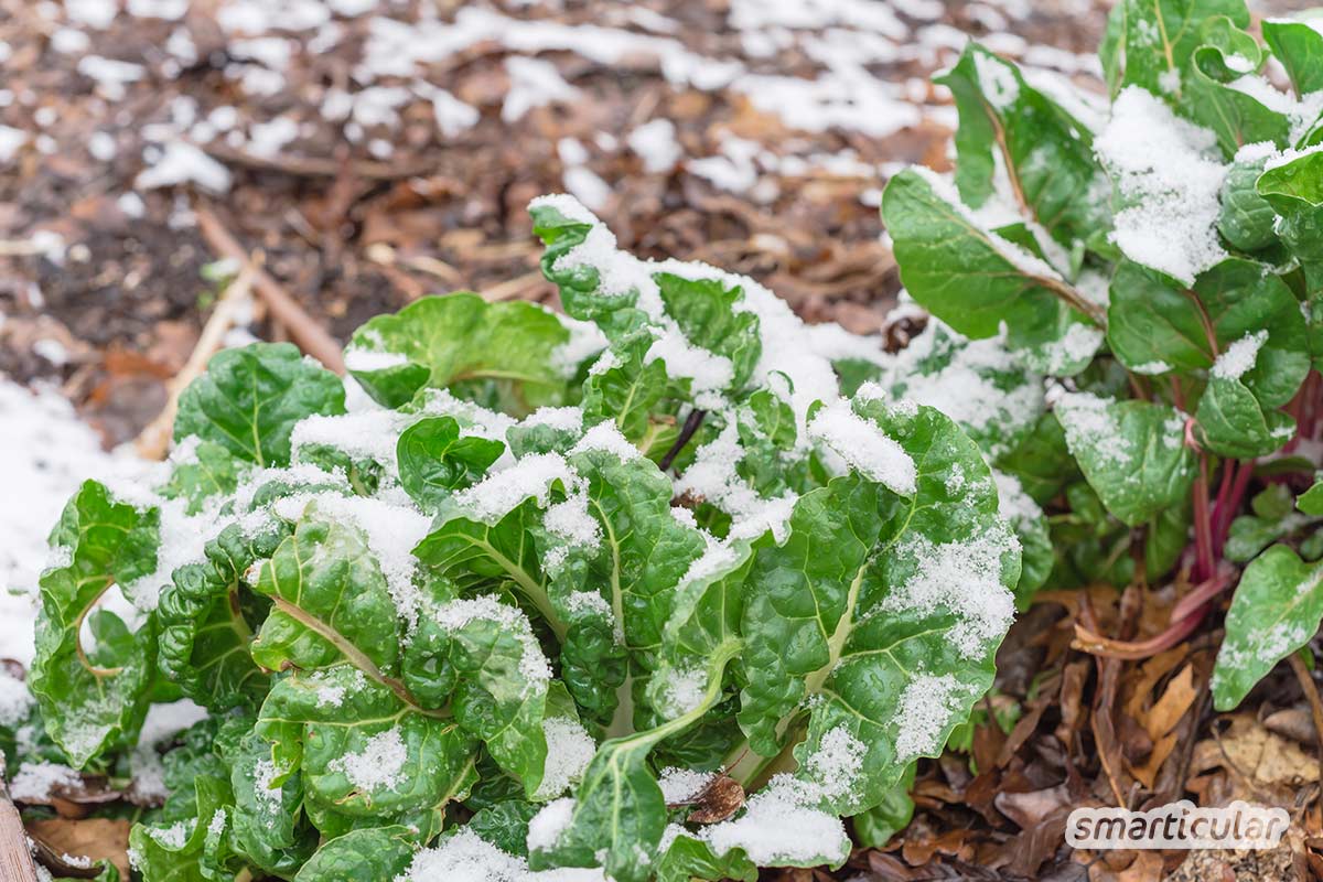 Um Wintergemüse und andere Pflanzen vor Frost zu schützen, lassen sich Naturmaterialien sowie andere plastikfreie Hilfsmittel verwenden.