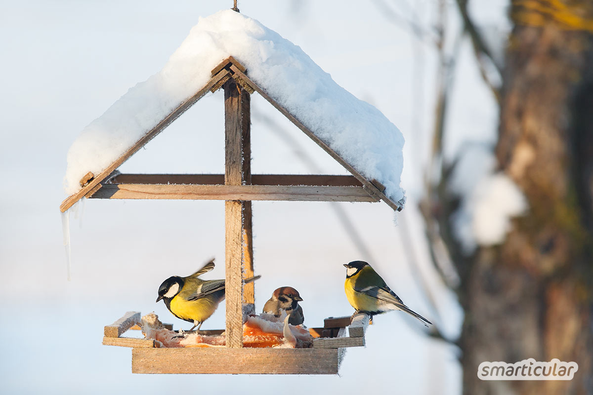 Vögel füttern macht Spaß und trägt zum Vogelschutz bei. Mit diesen Tipps hilfst du den heimischen Vögeln und erfährst, was du noch für bedrohte Arten tun kannst.