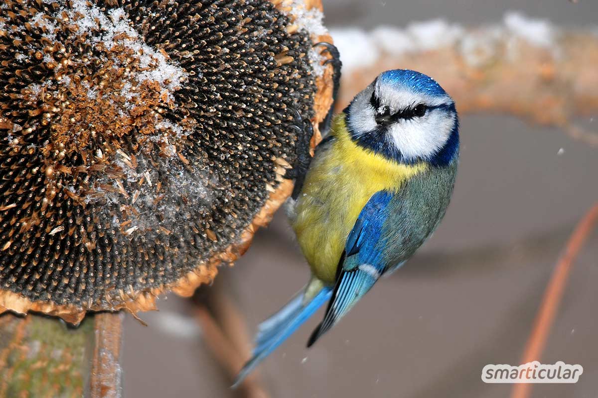Vögel füttern macht Spaß und trägt zum Vogelschutz bei. Mit diesen Tipps hilfst du den heimischen Vögeln und erfährst, was du noch für bedrohte Arten tun kannst.