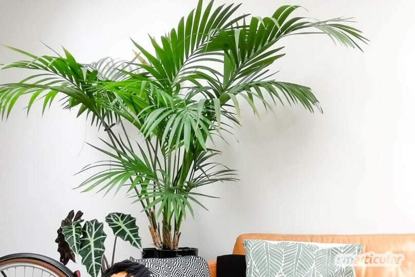 Zimmerpflanzen bei wenig Licht grüne Oasen für dunkle Räume