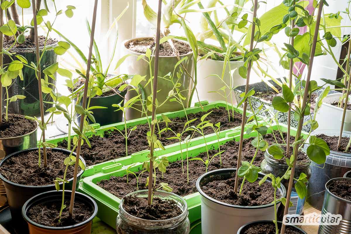 Der Gartenkalender Januar gibt Tipps, welche Arbeiten anstehen. Jetzt können Grünkohl und Rosenkohl geerntet und Kaltkeimer gesät werden.