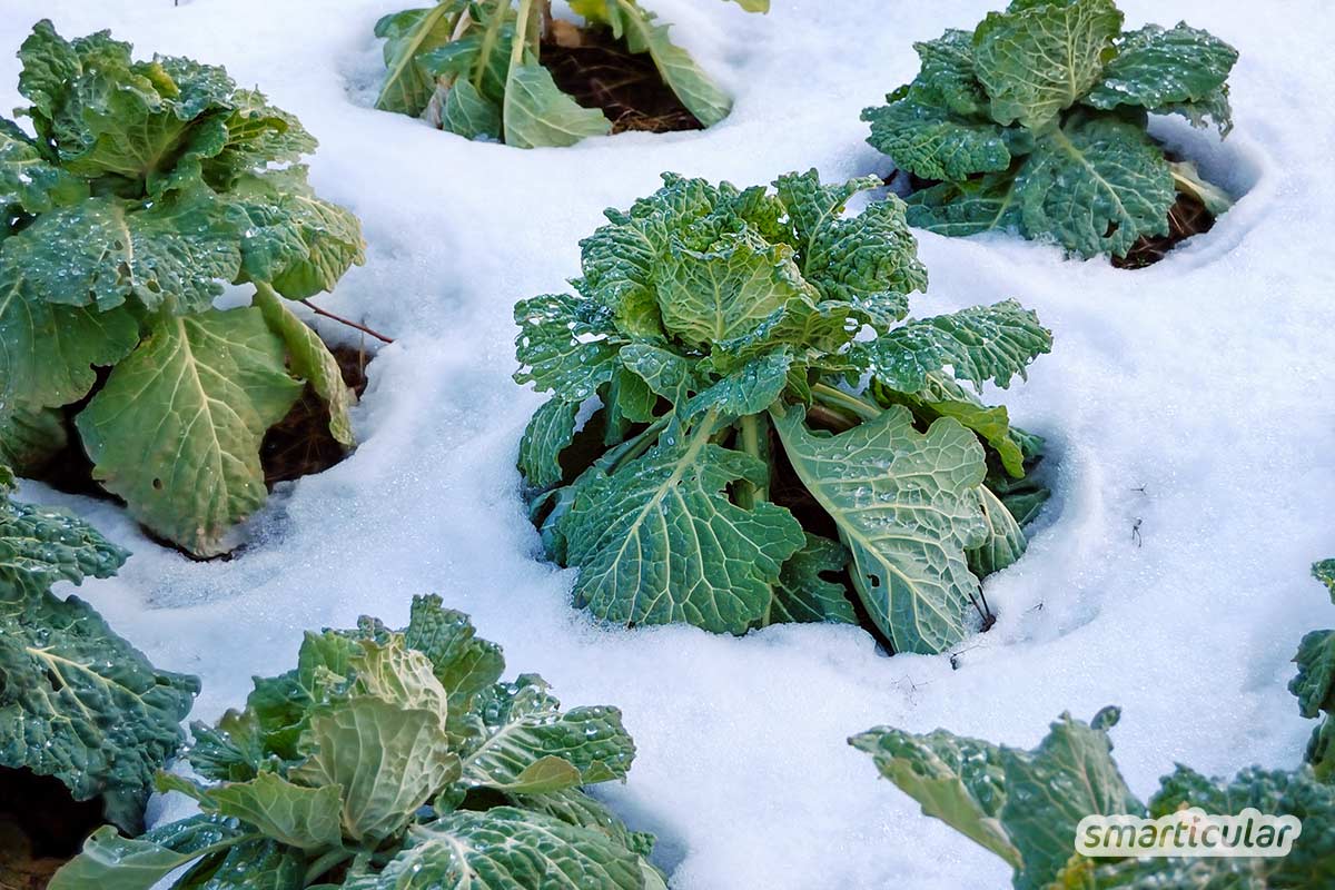 Der Gartenkalender Januar gibt Tipps, welche Arbeiten anstehen. Jetzt können Grünkohl und Rosenkohl geerntet und Kaltkeimer gesät werden.
