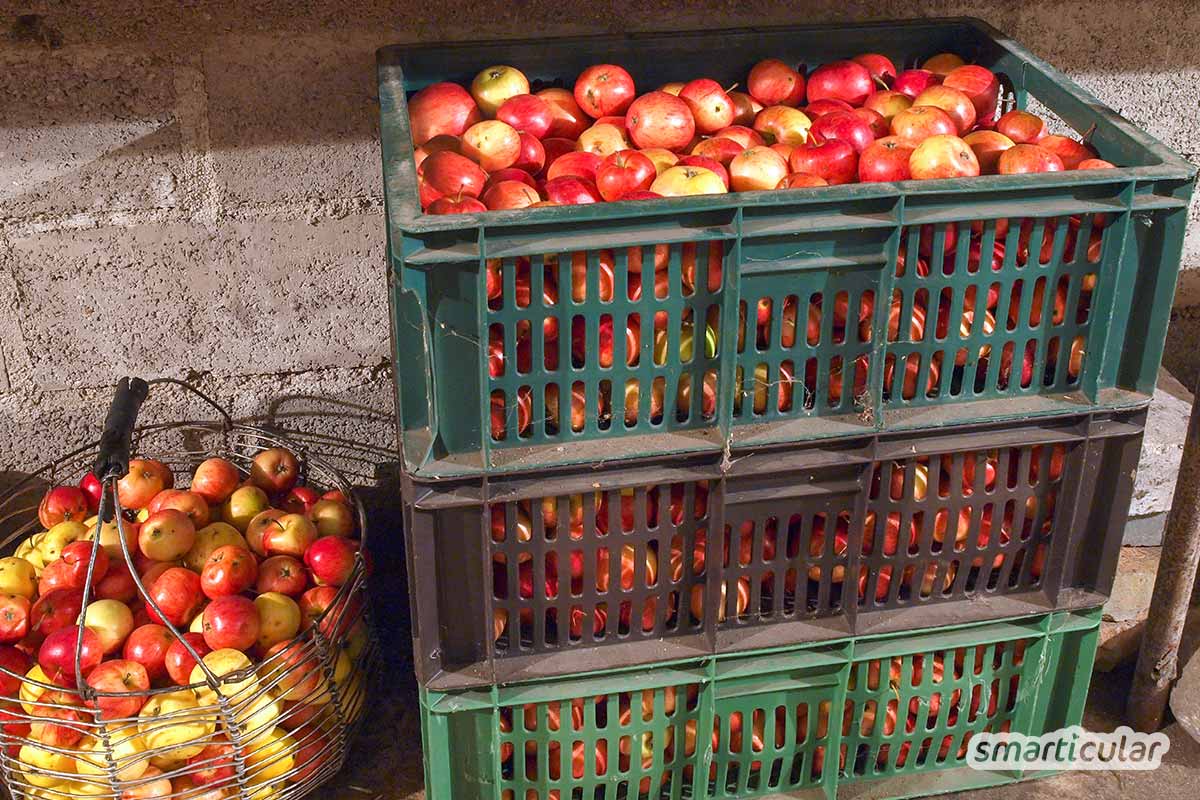 Der Gartenkalender Januar gibt Tipps, welche Arbeiten anstehen. Jetzt können Grünkohl und Rosenkohl geerntet und Kaltkeimer gesät werden.