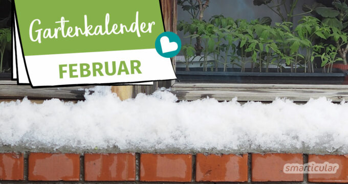 Der Gartenkalender Februar gibt Tipps, welche Arbeiten anstehen. Jetzt kannst du den letzten Kohl ernten und erste Gemüsesorten vorziehen.