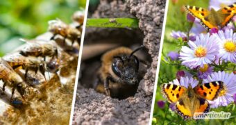 Ein insektenfreundlicher Garten versorgt Bienen, Hummeln und Co. mit Wasser, Nahrung und Nistmöglichkeiten. So verwandelst du den Garten in ein Insektenparadies.