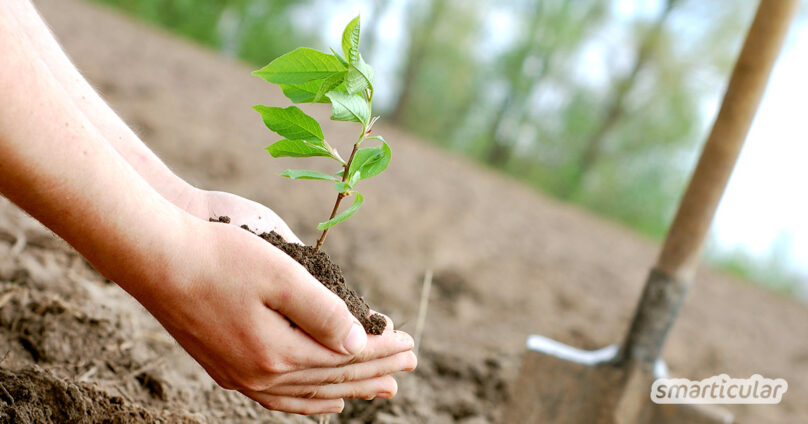 Bäume pflanzen: Als Gemeinschaftsaktion, Baumspende oder nachhaltige