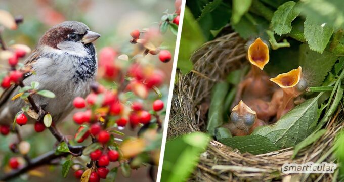 Vogelfreundliche Hecken versorgen zahlreiche Arten mit Nahrung und Lebensräumen. Hier findest du Sträucher, die Vögeln helfen und im Garten nicht fehlen sollten.