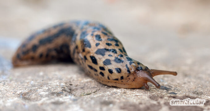 Tigerschnegel machen sich nützlich im Garten und helfen sogar gegen gefräßige Nacktschnecken. Hier findest du alle wichtigen Informationen und Bezugsquellen.