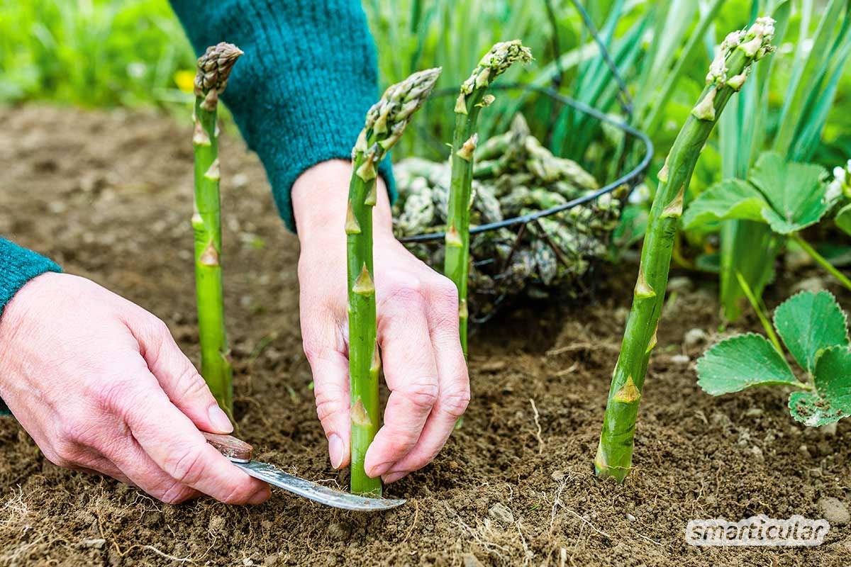 Grünen Spargel anzubauen, ist auch im eigenen Garten ganz einfach möglich - Erdwälle und Folien wie beim Anbau von weißem Spargel sind dafür nicht notwendig.