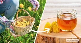 Löwenzahn-Honig lässt sich in vielen Speisen und Getränken als vegane Alternative verwenden - und mit diesem Rezept einfach selber machen.