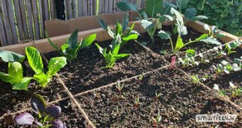 Einfaches und platzsparendes Square Foot Gardening ermöglicht auch Anfängern eine reiche Ernte, selbst wenn nur wenig Fläche oder gar kein eigener Garten vorhanden ist.