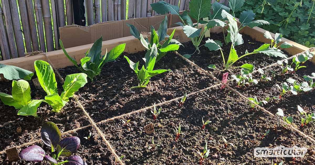 Einfaches und platzsparendes Square Foot Gardening ermöglicht auch Anfängern eine reiche Ernte, selbst wenn nur wenig Fläche oder gar kein eigener Garten vorhanden ist.