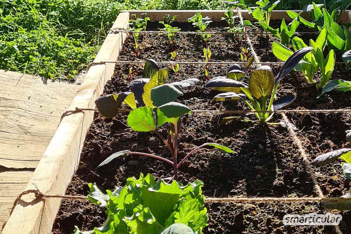 Einfaches und platzsparendes Square Foot Gardening ermöglicht auch Anfängern eine reiche Ernte, selbst wenn nur wenig Fläche oder gar kein eigener Garten vorhanden ist.