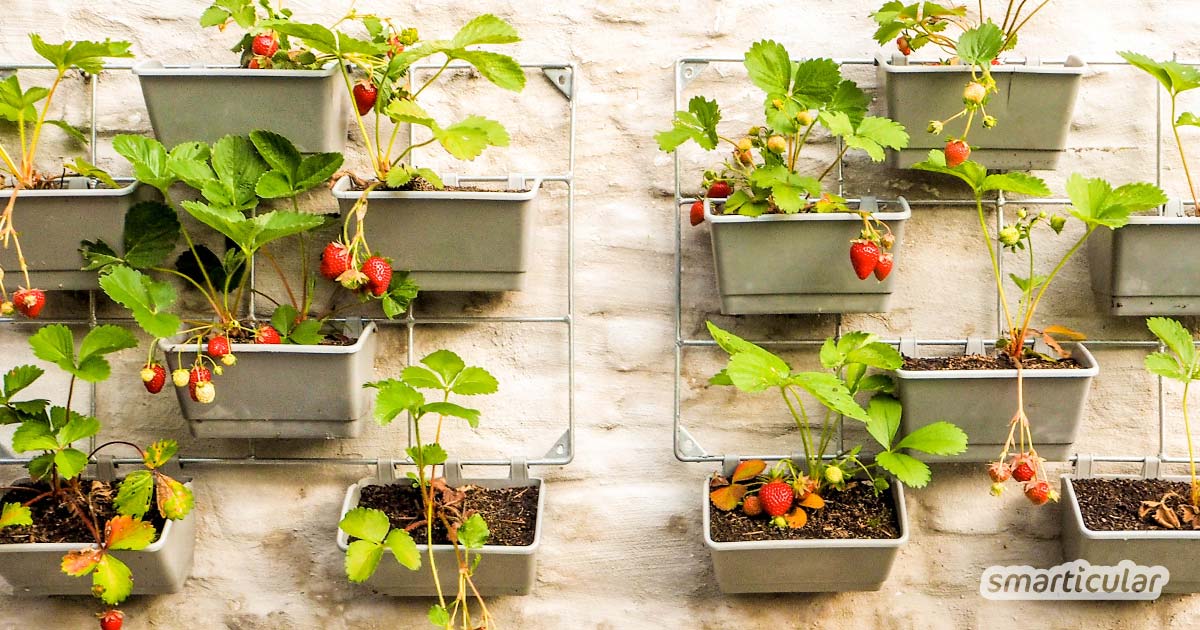 Erdbeeren auf dem Balkon machen sich gleich doppelt nützlich mit schönen, bienenfreundlichen Blüten und süßen Beeren zum Naschen.