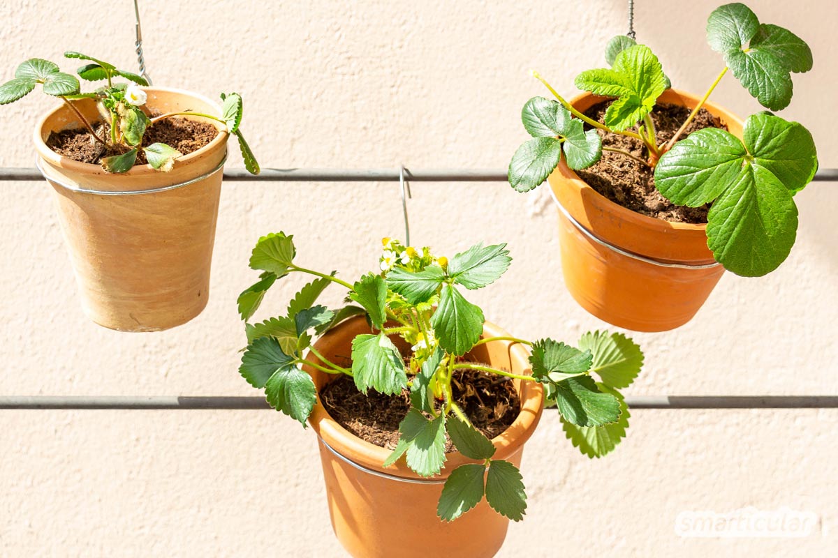 Erdbeeren auf dem Balkon machen sich gleich doppelt nützlich mit schönen, bienenfreundlichen Blüten und süßen Beeren zum Naschen.