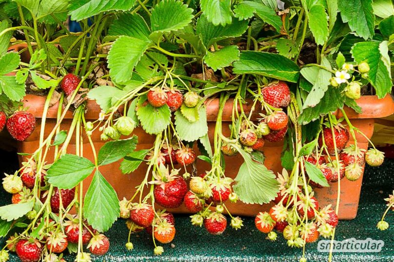 Erdbeeren auf dem Balkon machen sich gleich doppelt nützlich mit schönen, bienenfreundlichen Blüten und süßen Beeren zum Naschen.