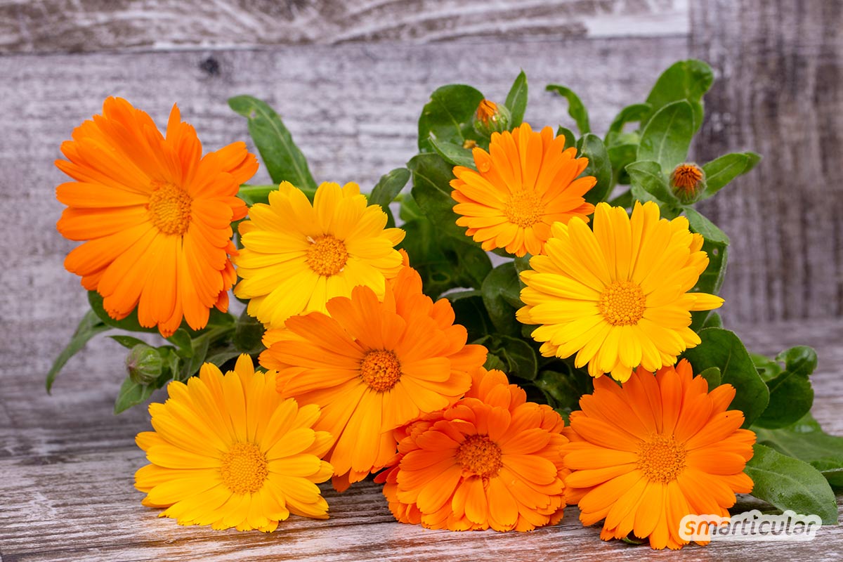 Die beliebte Ringelblume ist reich an heilsamen Inhaltsstoffen. Hier findest du zahlreiche Rezepte für die Hausapotheke sowie Ideen für die Küche.