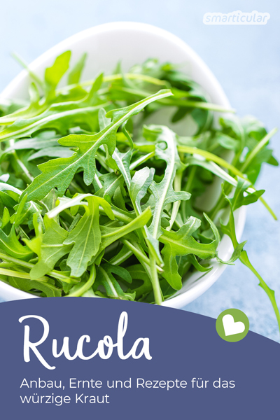 Rucola ist ein vielseitiges Küchenkraut, das auch auf dem Balkon oder Fensterbrett gedeiht. Hier findest du Anbau- und Erntetipps sowie abwechslungsreiche Rezepte.