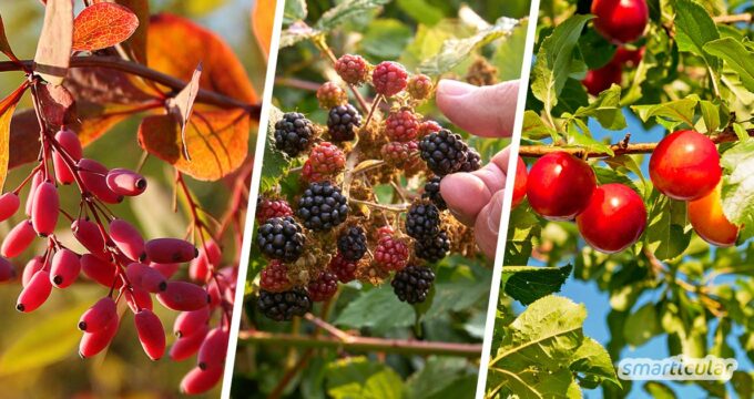 Wildobst wie etwa Himbeeren, Schlehen oder Sanddorn lässt sich kostenlos in der Natur ernten und macht Supermarkt-Obst im Sommer und Herbst fast überflüssig.