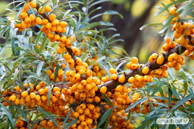 Wildobst wie etwa Himbeeren, Schlehen oder Sanddorn lässt sich kostenlos in der Natur ernten und macht Supermarkt-Obst im Sommer und Herbst fast überflüssig.