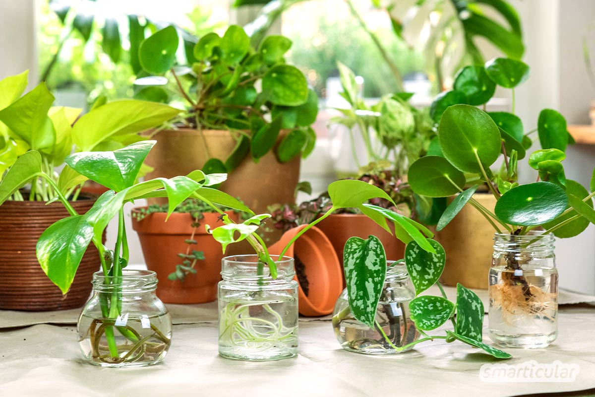 Statt sie zu kaufen, lassen sich viele Zimmerpflanzen ganz einfach selbst vermehren. Hier findest du die wichtigsten Methoden und Beispiele für beliebte Sorten.
