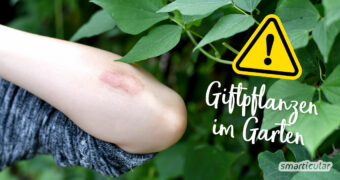 Achtung! Giftige Pflanzen im Garten können zur Gefahrenquelle werden – vor allem, wenn Kinder im Spiel sind. Hier findest du 15 gängige Giftpflanzen.
