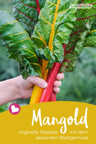 Mangold ist viele Wochen regional verfügbar und lässt sich zu zahlreichen Köstlichkeiten verarbeiten - hier findest du einfache und originelle Rezepte mit Mangold.