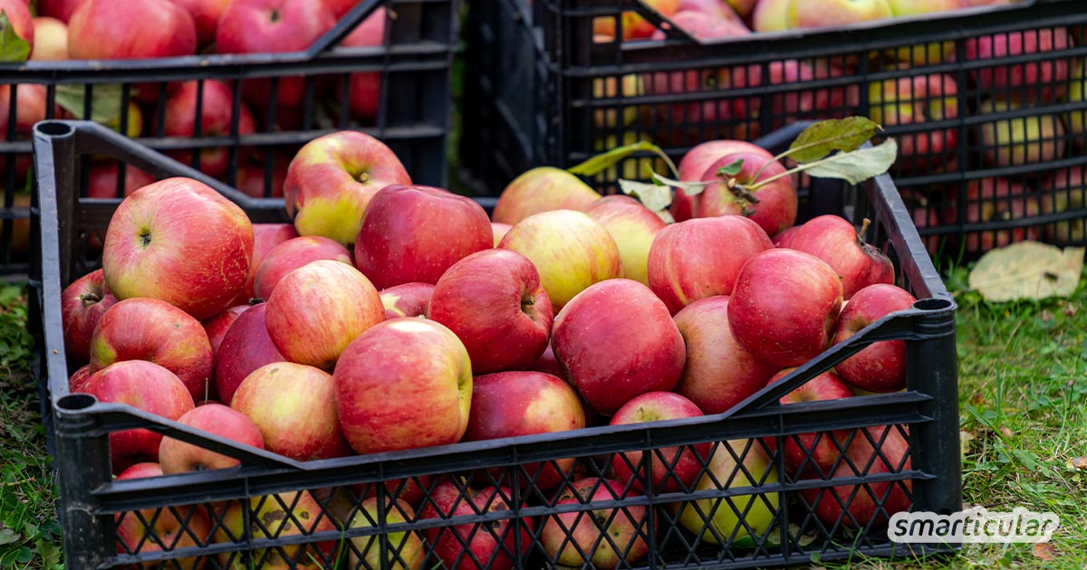 Bis zu einem Jahr lassen sich Äpfel lagern - vorausgesetzt, du findest den richtigen Ort in Wohnung oder Haus und kennst die richtigen Lagerbedingungen.