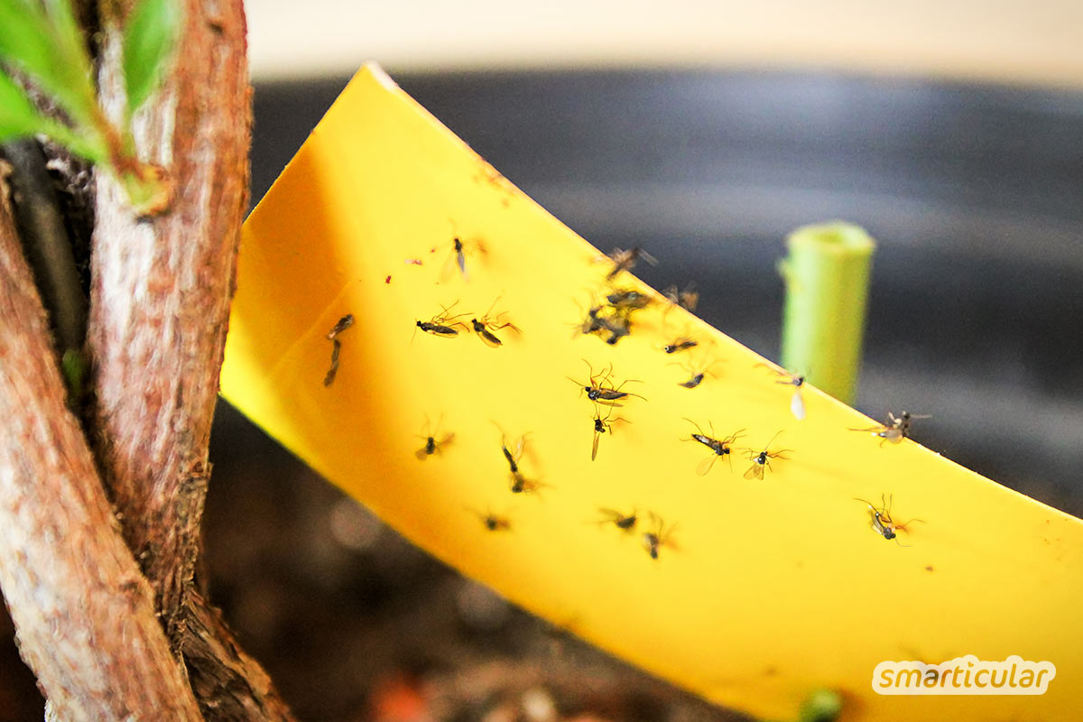 Trauermücken in Zimmerpflanzen sind lästig, aber mit ungiftigen Methoden in den Griff zu kriegen. Wie du Trauermücken bekämpfen kannst, erfährst du hier.